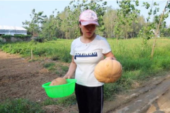 梅子娱乐吃瓜,揭秘娱乐圈最新吃瓜事件，带你领略明星幕后故事