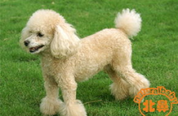 贵宾犬怎么养,从幼犬到成犬的全面指南
